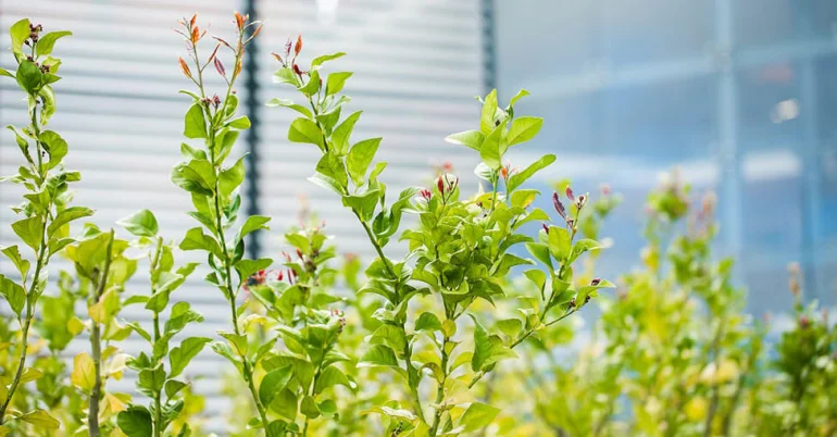 Plantas verdes com folhas novas em destaque, num espaço exterior com fundo urbano desfocado